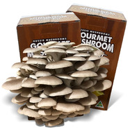Gourmet Mushroom Grow Kit - Tan Oyster (Pleurotus Ostreatus)