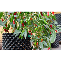 Root Air Pruning Pots x 10 Bulk Buy